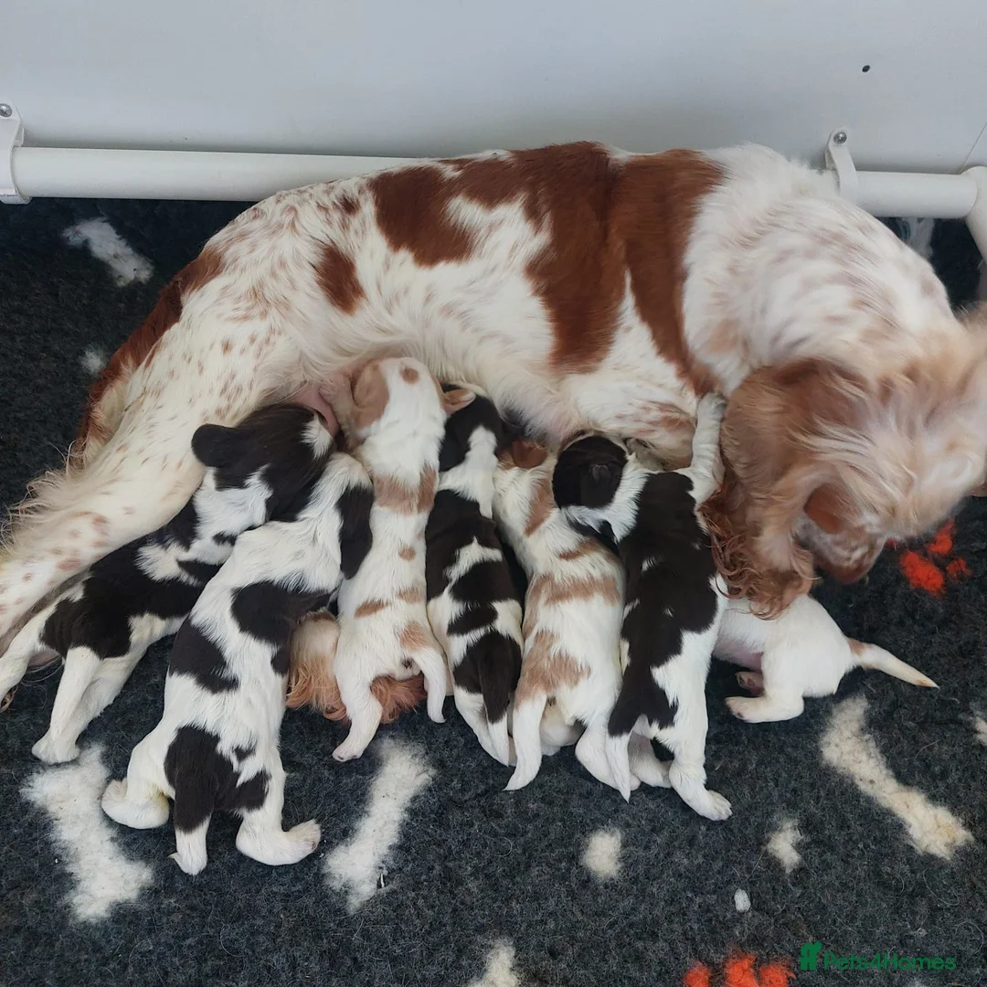 Cocker Spaniel dogs for stud: KC REG SHOW COCKER SPANIEL STUD in Gosport - Advert 20