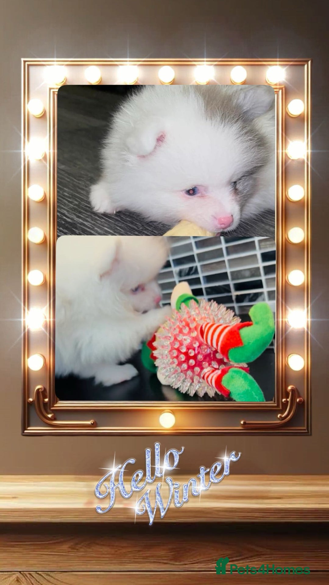 Pomeranian dogs for sale: ✨🐶Small Teddy Bear🧸 SKY🩵BLUE EYE 👀POMS🐶✨ - Advert 4