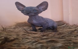 Sphynx cats for sale: Sphynx kittens - Image 12