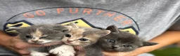 Persian cats for sale: Persian  - Advert 2