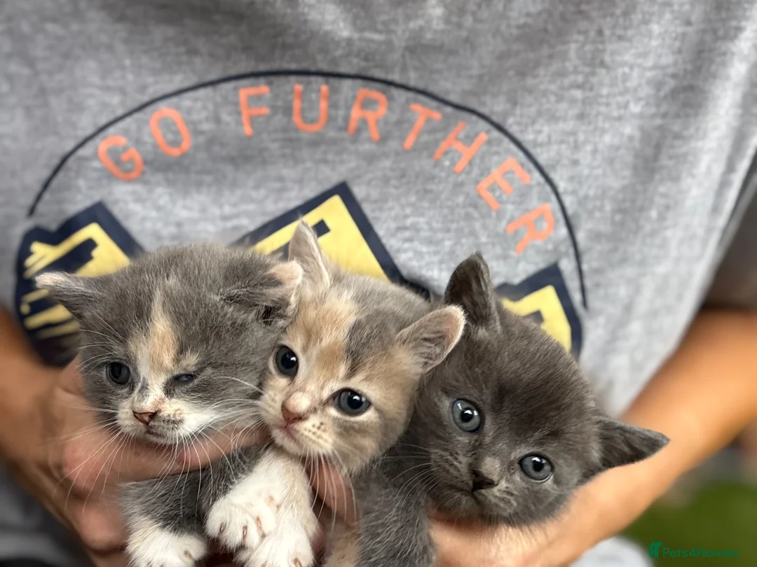Persian cats for sale: Persian  - Advert 2