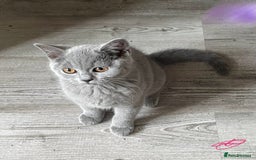 British Shorthair cats for sale:  Gorgeous  pedigree Bsh kittens Ready now  - Image 8