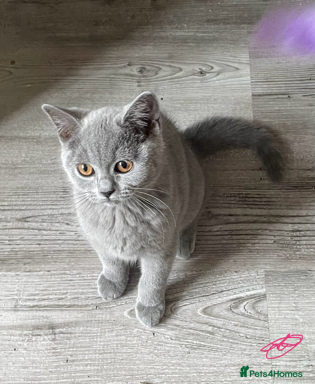 British Shorthair cats for sale:  Gorgeous  pedigree Bsh kittens Ready now  - Image 8