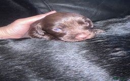 Mixed Breed dogs for sale: 9 BEAUTIFUL CHUNKY LABRADOR/COCKAPOO  - Image 9