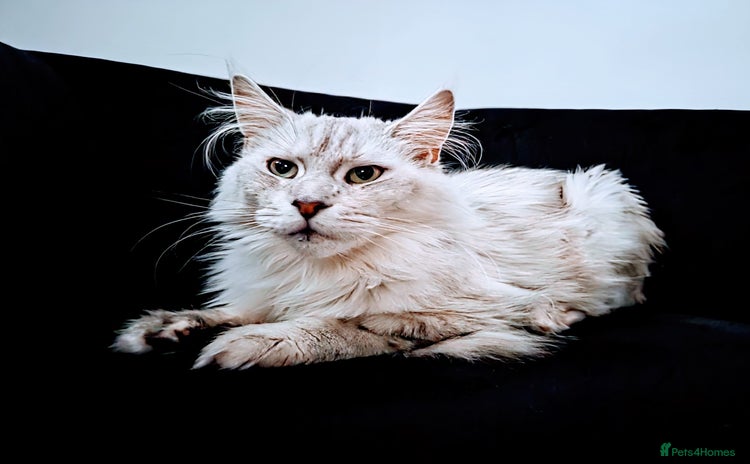 Maine Coon cats - Advert 1