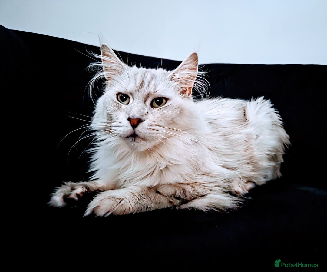 Maine Coon cats for sale: Female Maine coon needing home - Image 1
