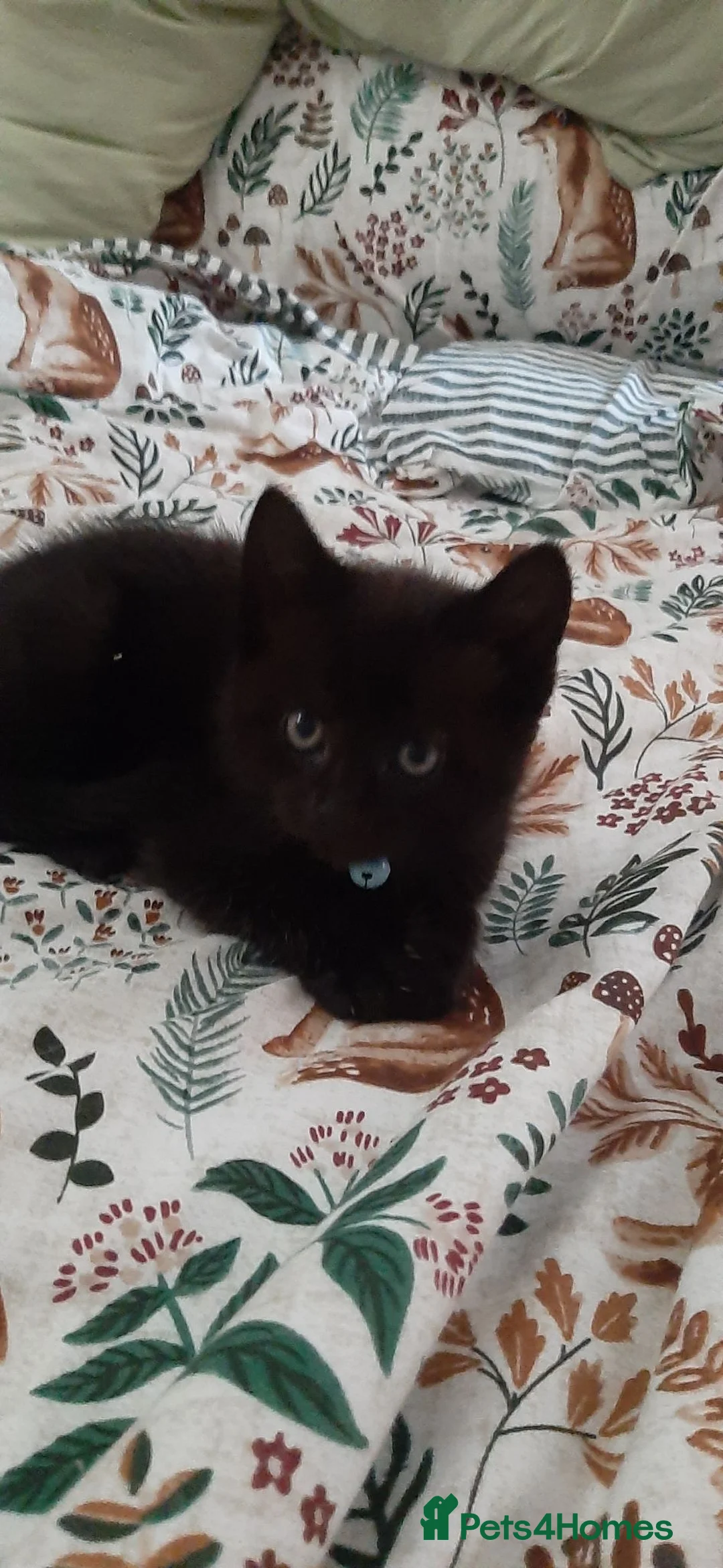 Mixed Breed cats for sale: Beautiful kittens looking for a loving home  in Ottery Saint Mary - Advert 2