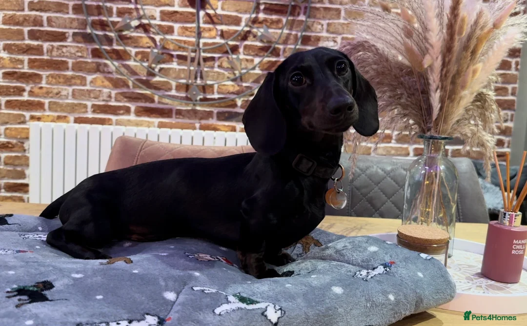 Miniature Dachshund dogs for stud: Rare KC Reg & Health Tested Miniature Dachshund in Rotherham - Advert 31