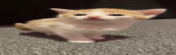 Mixed Breed cats for sale: Stunning domestic kittens - Advert 7