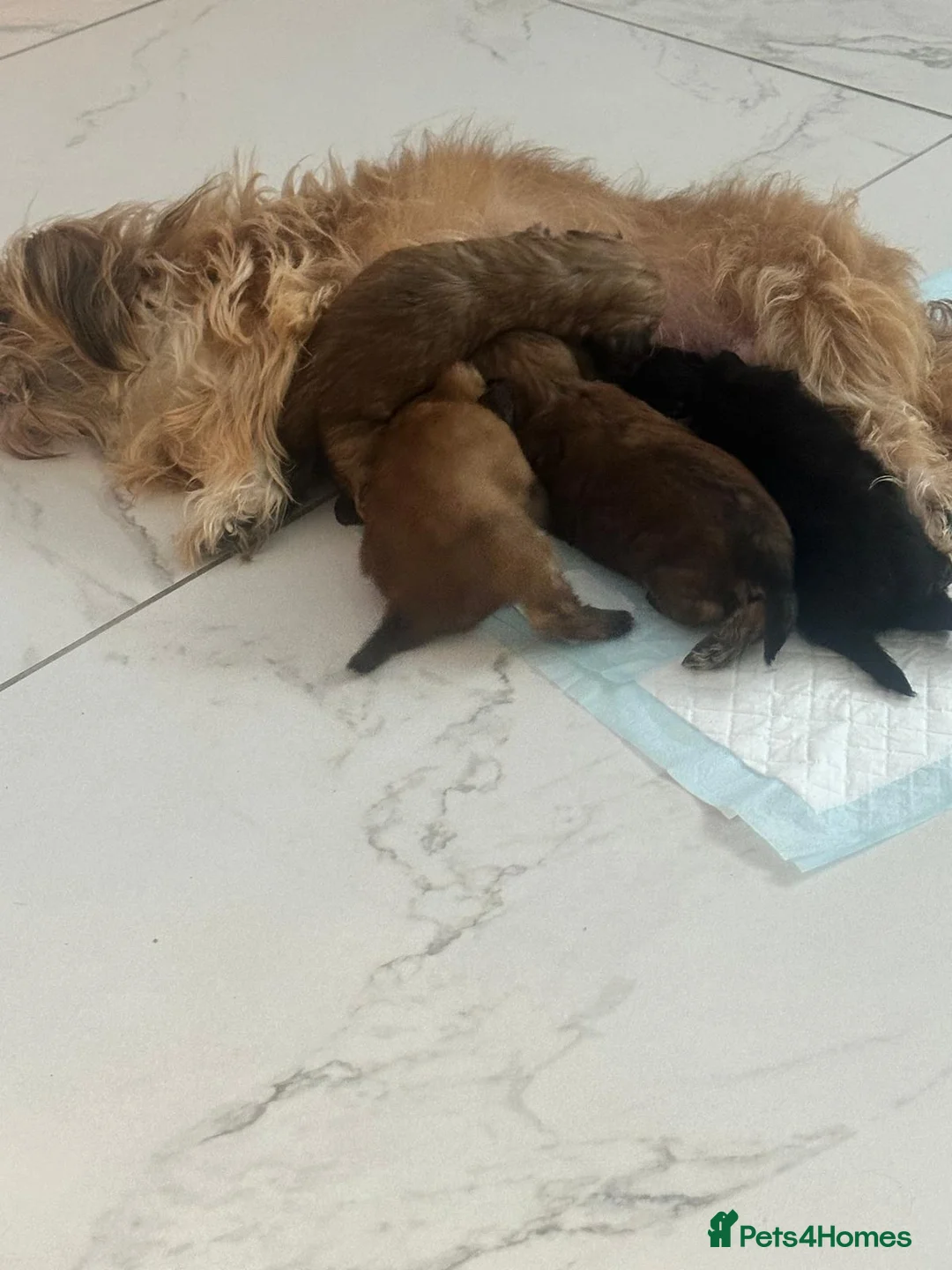 Shihpoo dogs for sale: Shihpoo Puppies  - Advert 1
