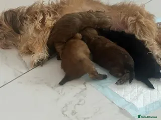 Shihpoo dogs Shihpoo Puppies - Advert 3