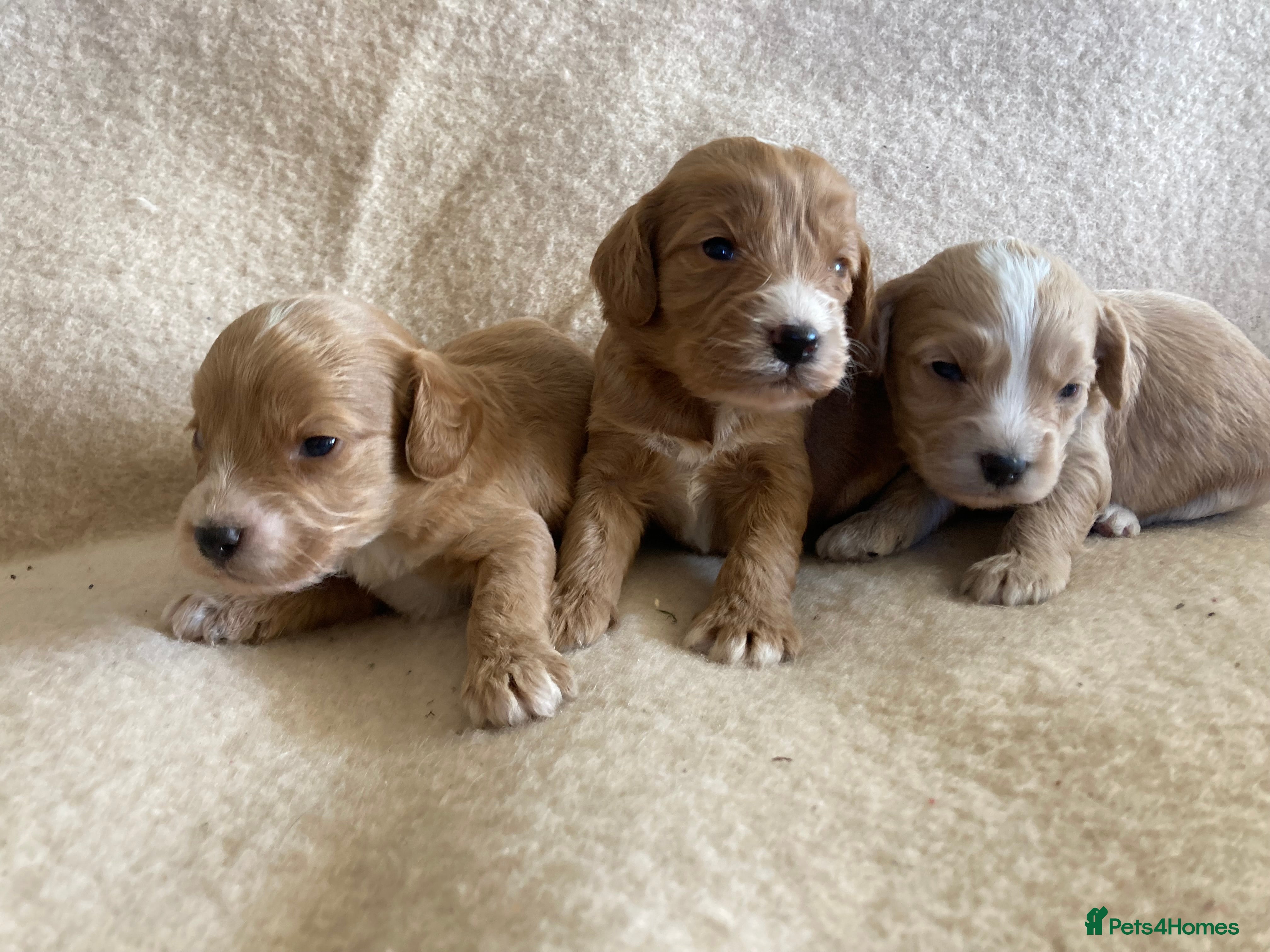 Cockapoo dogs F1 cockapoos - Advert 6