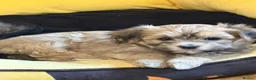 Havanese dogs for sale: GORGEOUS FULL PEDIGREE HAVANESE PUPPIES - Advert 9