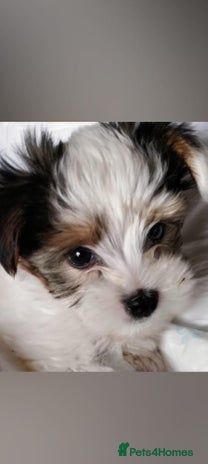 Biewer Terrier dogs in Manchester - Advert 3