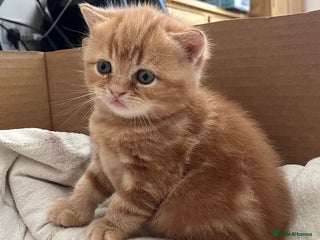 British Shorthair cats - Advert 6