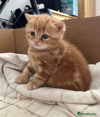 British Shorthair cats - Advert 12