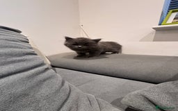 British Longhair cats for sale: British longhair ready for home in Watford - Image 30