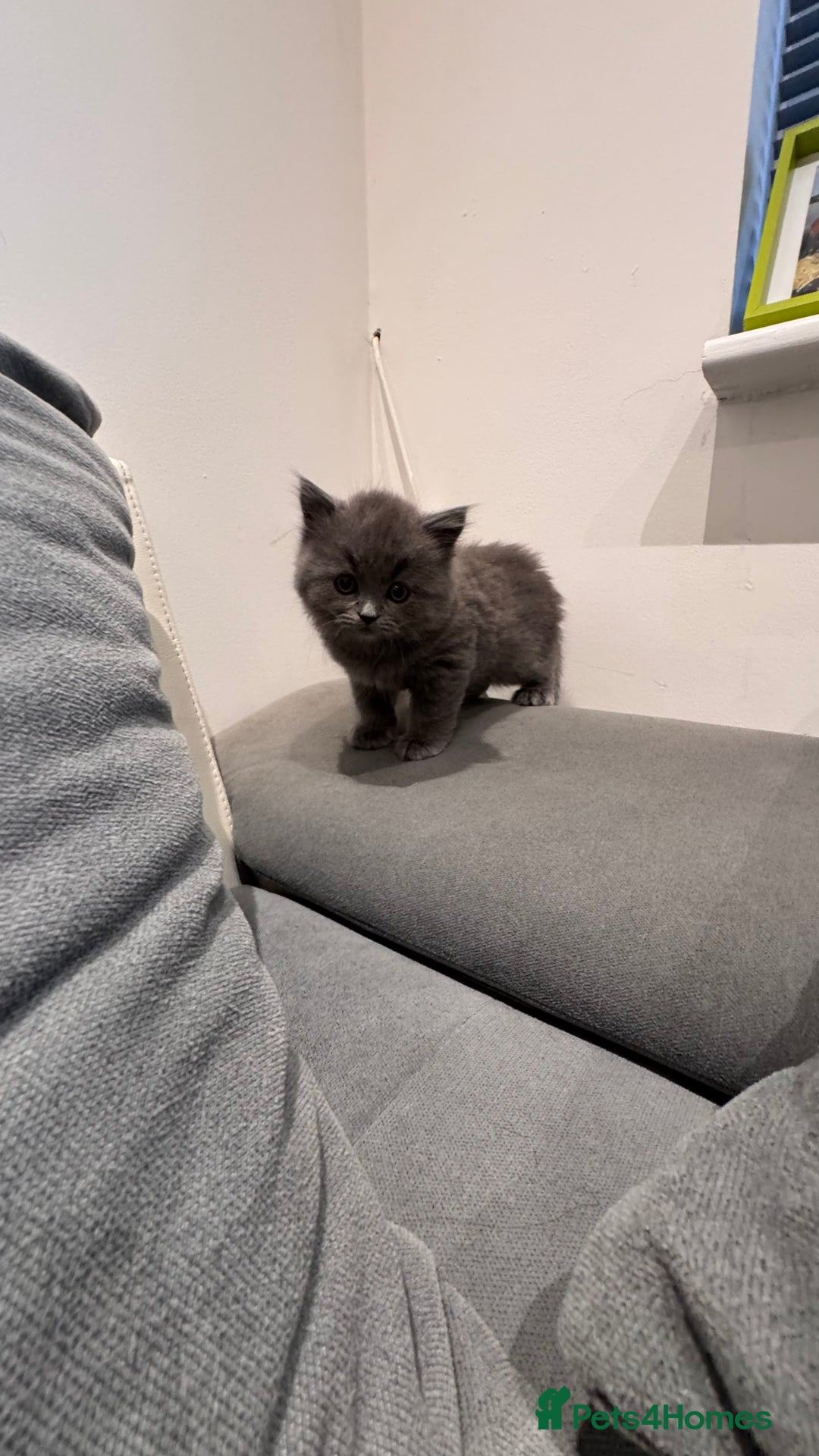 British Longhair cats for sale: British longhair ready for home in Watford - Image 30