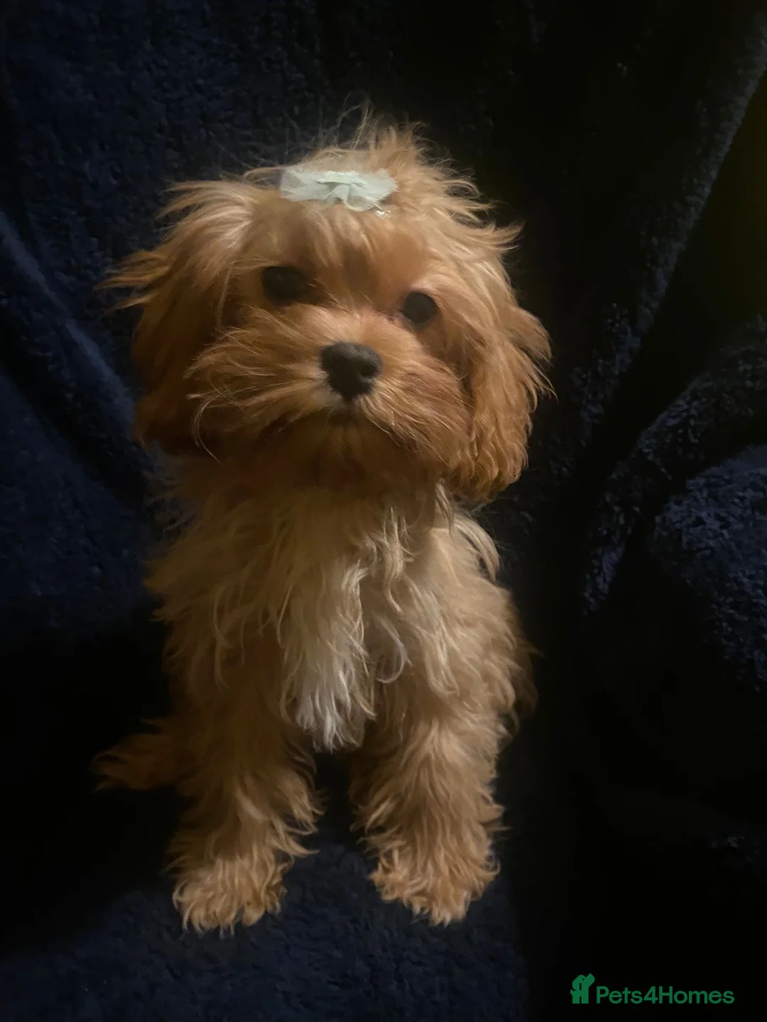 Cavapoo dogs for sale:  **  Cavapoo X Toy Asian Poodle PUPPIES - Advert 2