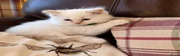 Ragdoll cats for sale: Beautiful Ragdoll Kittens  - Advert 8