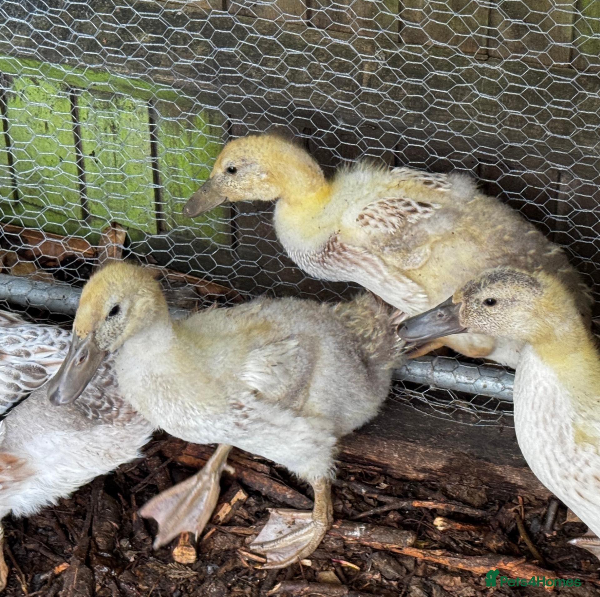 Ducks poultry for sale: Welsh Harlequin Ducklings For Sale - Advert 4