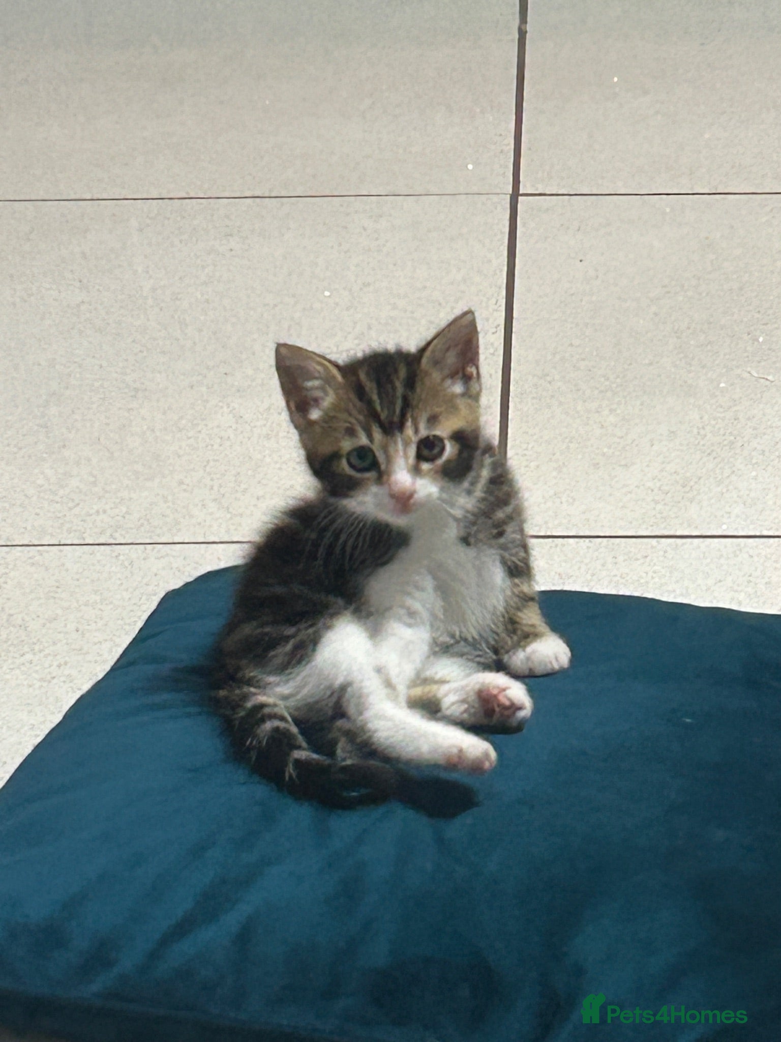 Mixed Breed cats gorgeous Mixed breed boy kitten  - Advert 1