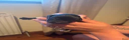 Lurcher dogs for sale: Collie greyhound whippet greyhound Lurcher pups  - Advert 9