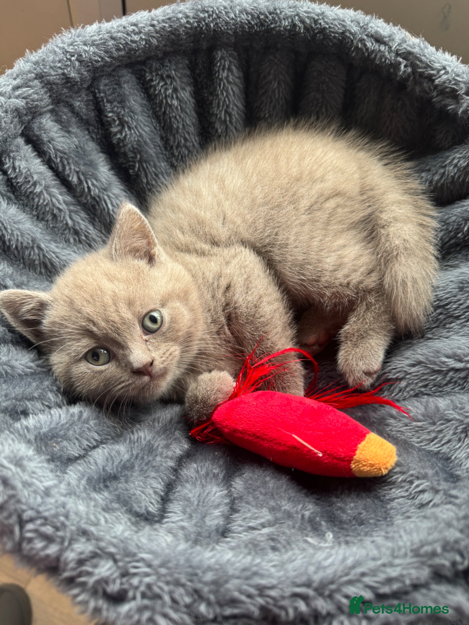 British Shorthair cats for sale: Beautiful British shorthair kittens  - Advert 37