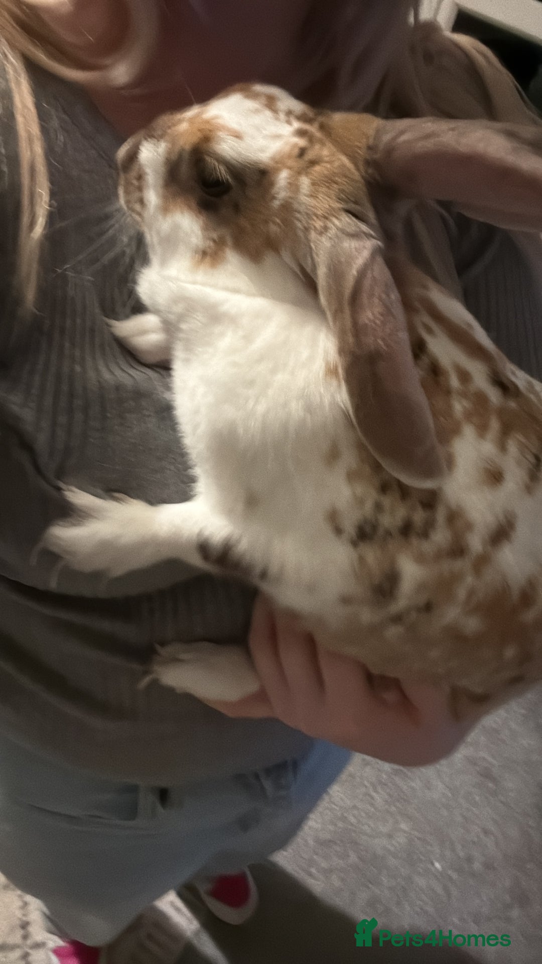 English rabbits for sale: Daisy - do not know the breed - Image 5