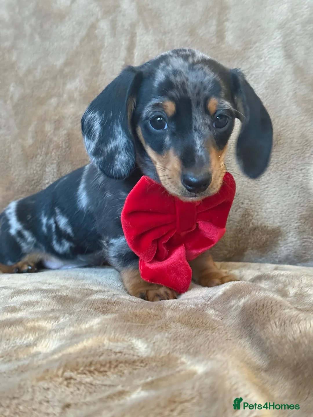 Miniature Dachshund dogs for sale: KC Reg TINY Miniatures from Kaninchen parents  - Advert 3