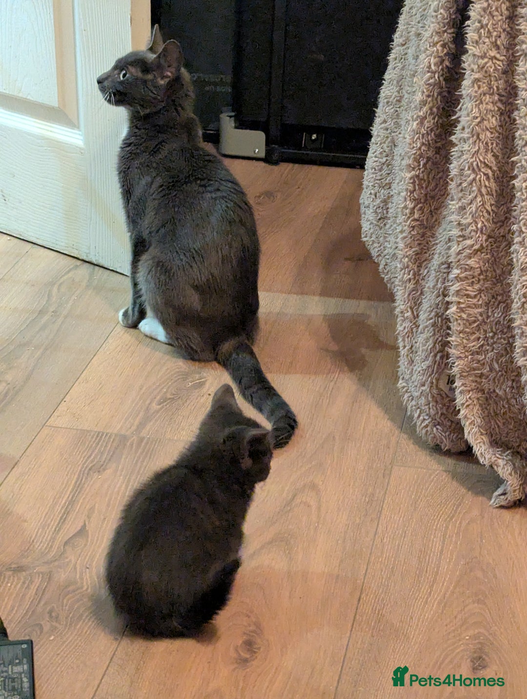 Mixed Breed cats for sale: Beautiful kittens  - Advert 2