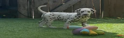 Dalmatian dogs for sale: JUST 3 BOYS LEFT READY THIS WEEK  - Advert 10