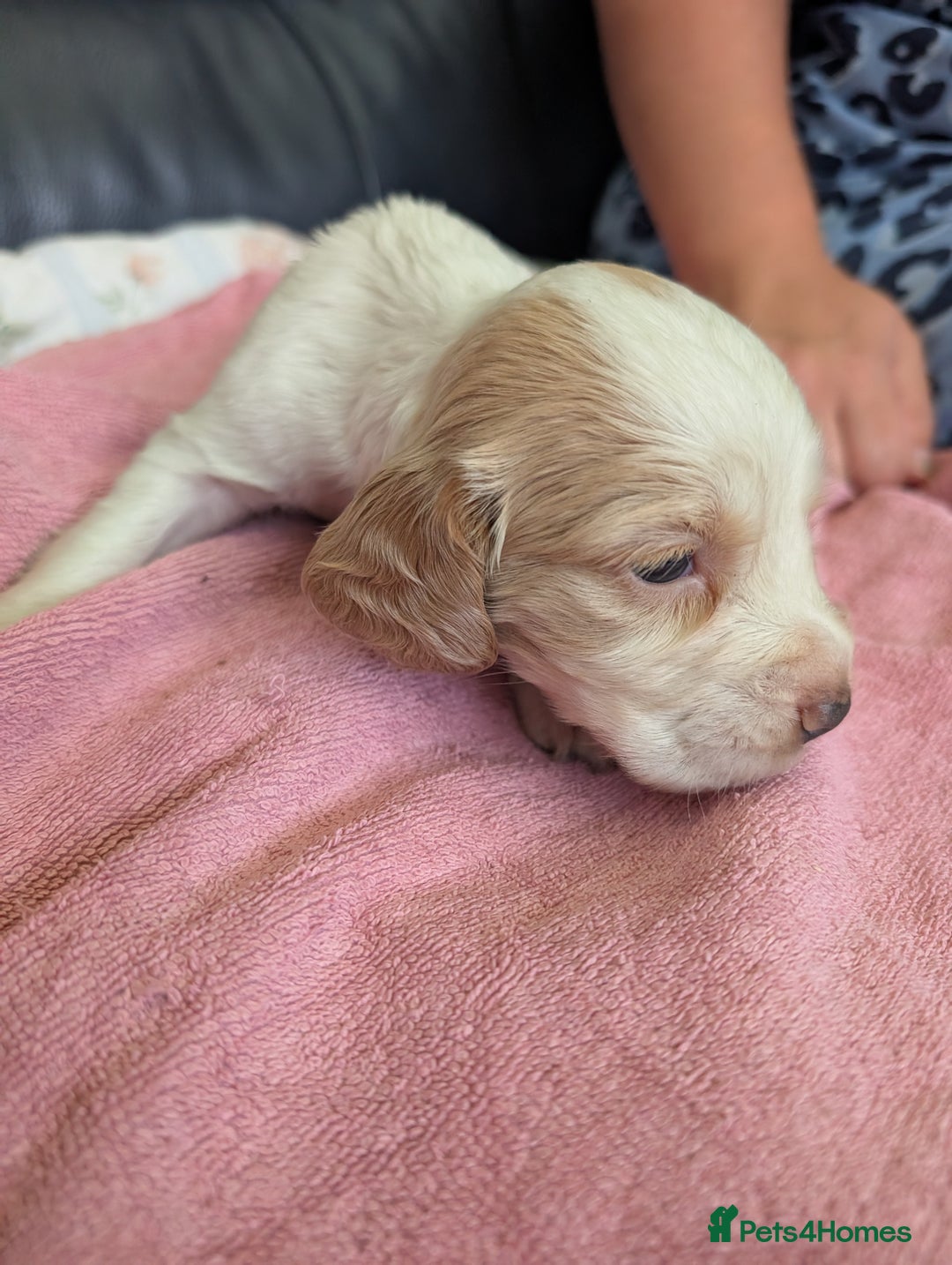 Sprocker dogs for sale: Working Sprocker puppies  - Image 6