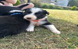 Border Collie dogs for sale: Border collie pups - Image 36