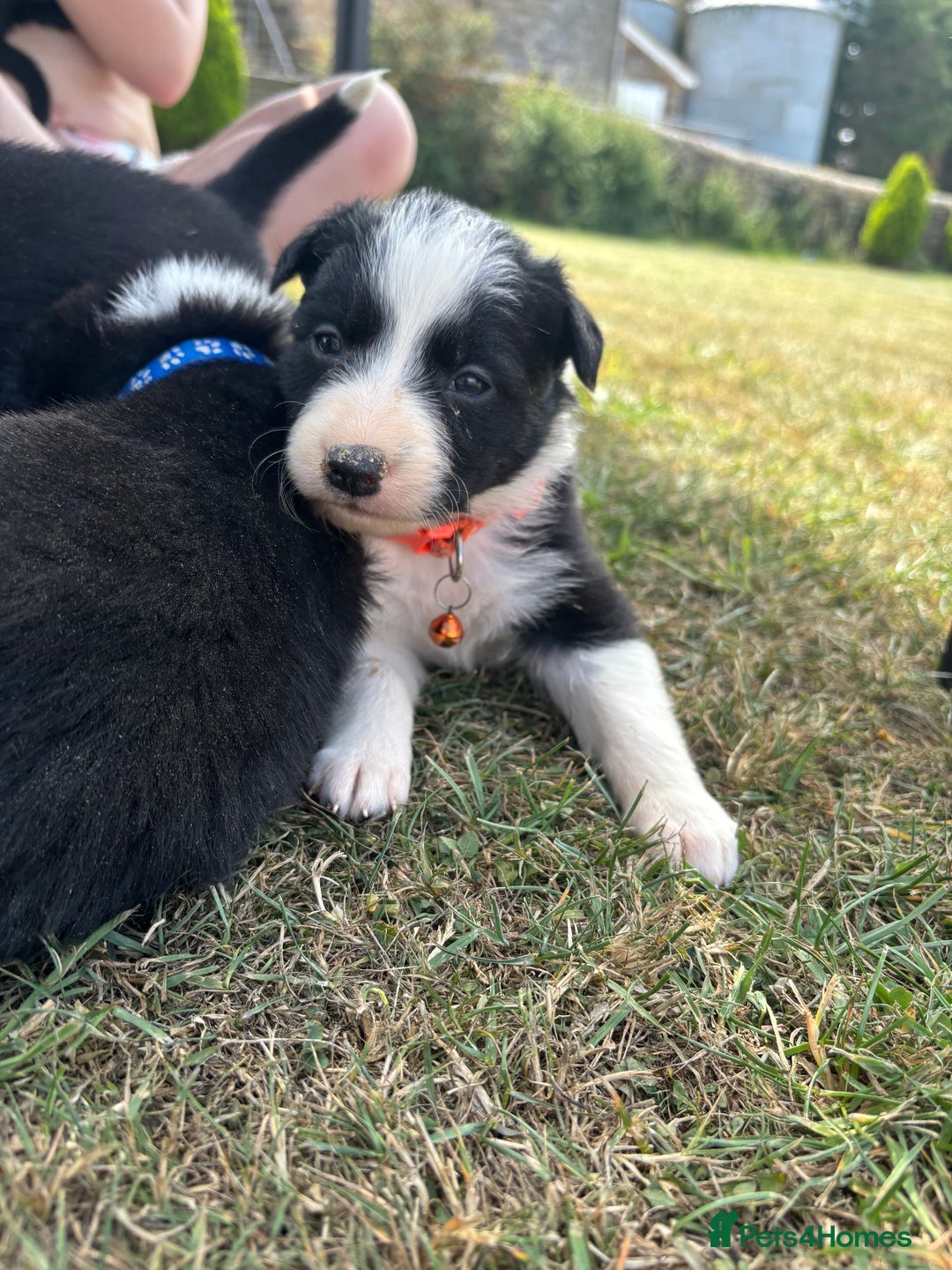 Border Collie dogs for sale: Border collie pups - Image 36