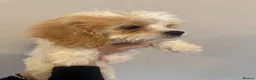 Cavachon dogs for sale: Cavachon Puppies READY NOW 🐾❤️ - Advert 8