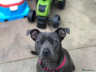 Staffordshire Bull Terrier dogs - Advert 27