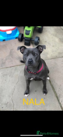 Staffordshire Bull Terrier dogs - Advert 1