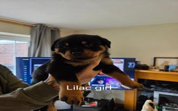 Rottweiler dogs for sale: Chunky Rottweiler puppies - Image 10
