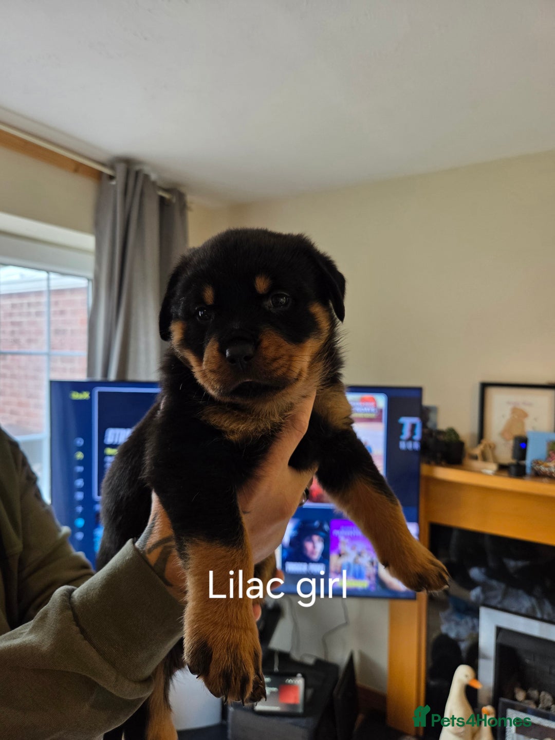 Rottweiler dogs for sale: Chunky Rottweiler puppies - Image 10