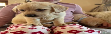 Labrador Retriever Puppy 2
