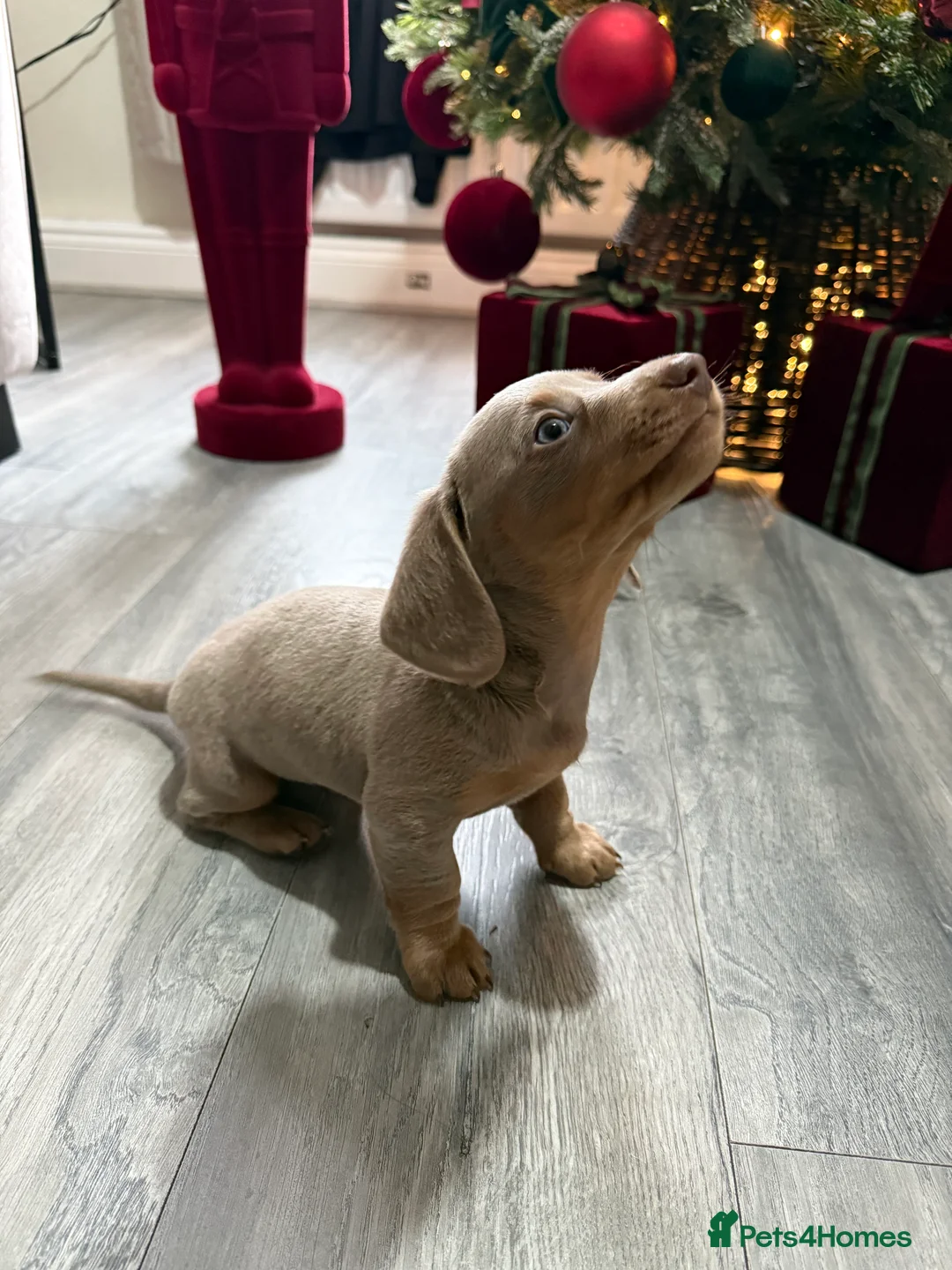 Dachshund dogs for sale: 5* MINI DACHSHUND PUPPY fully vaccinated.  - Advert 7