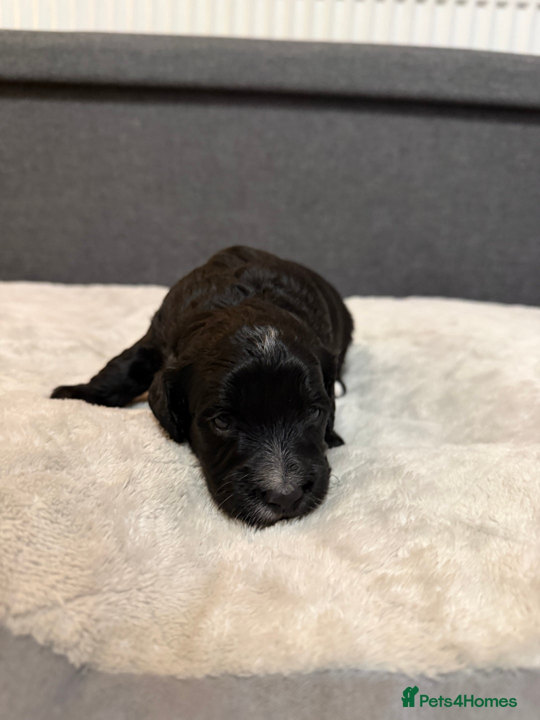 Cockapoo dogs for sale: Beautiful F1b Cockerpoo ready to collect December  - Advert 4