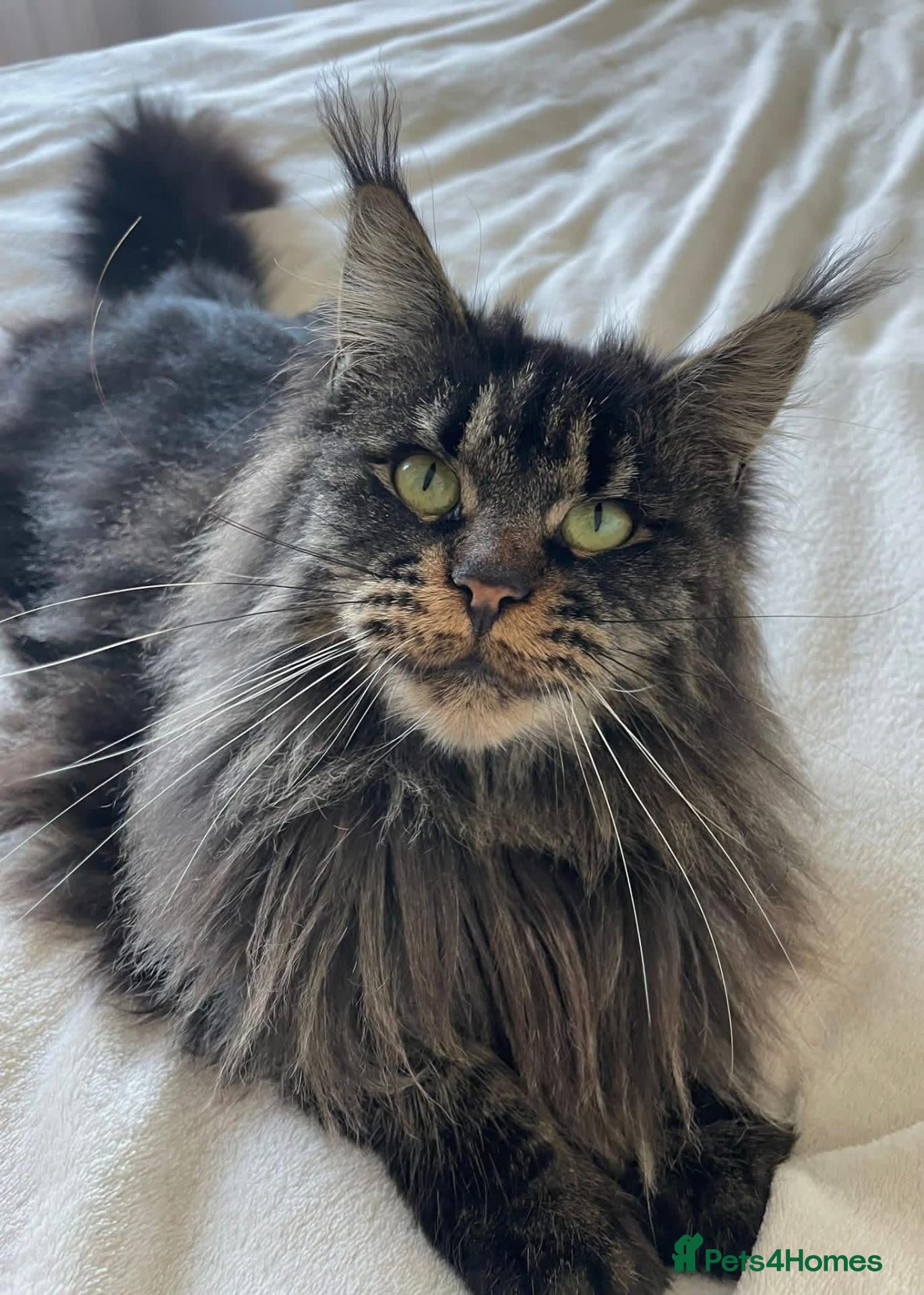 Maine Coon cats TICA-Registered Silver Maine Coon Kittens - Advert 1