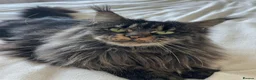 Maine Coon cats for sale: TICA-Registered Silver Maine Coon Kittens - Advert 1