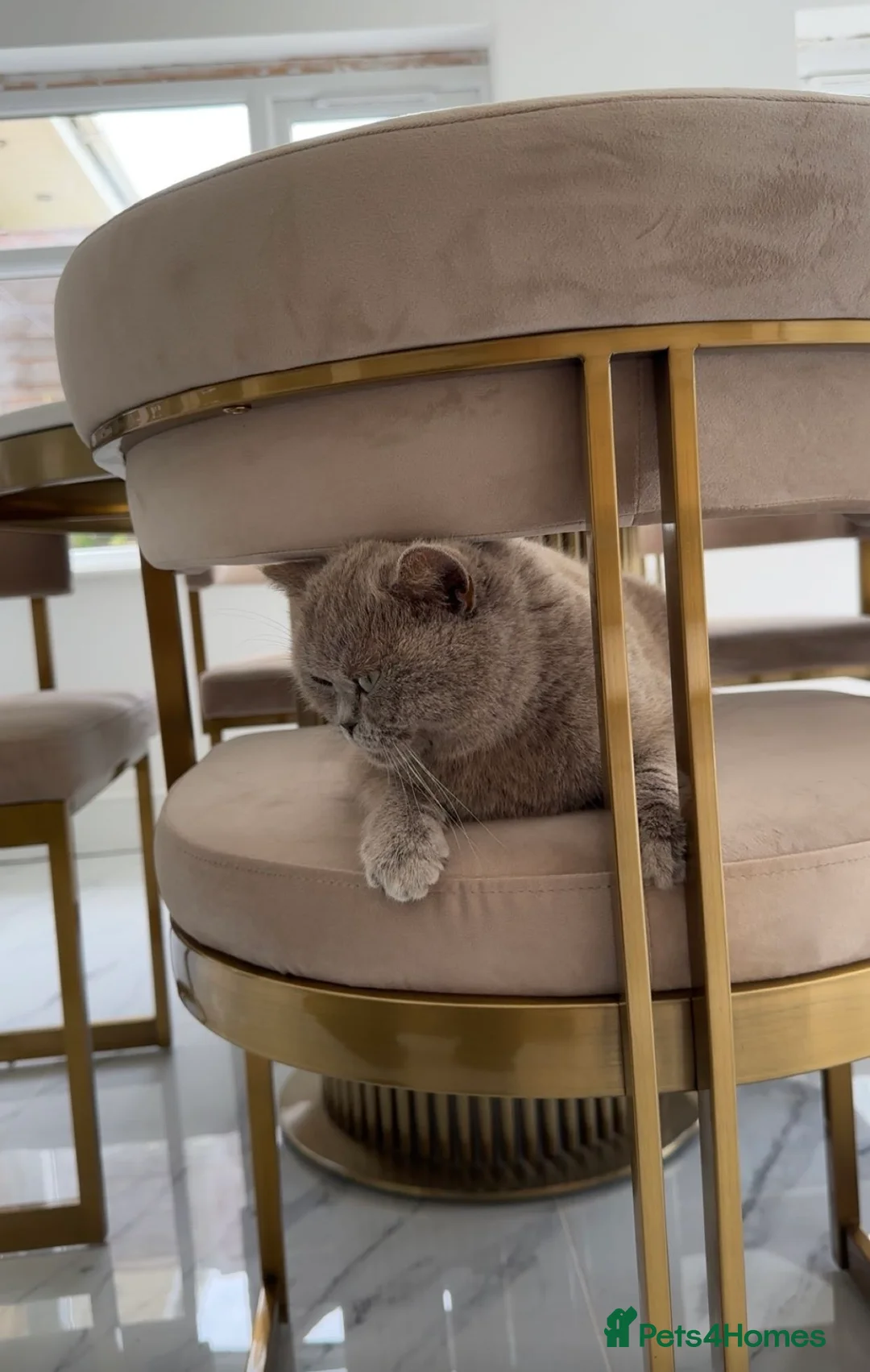 Ragdoll cats for sale: 4 ragdoll x british shorthair kittens  - Advert 2