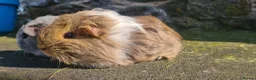 Guinea Pig rodents for sale: Female guinea pigs. in Totnes - Advert 8