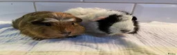 Guinea Pig rodents for sale: Baby sow guinea pigs  - Advert 1