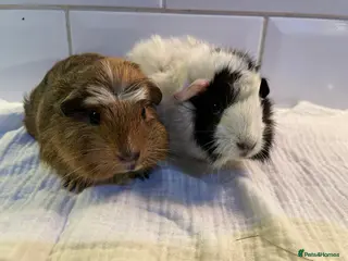 Guinea Pig rodents Baby sow guinea pigs - Advert 3