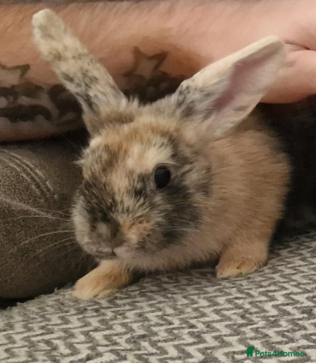 Mini Lion Lop rabbits Mini lion lops - Advert 4